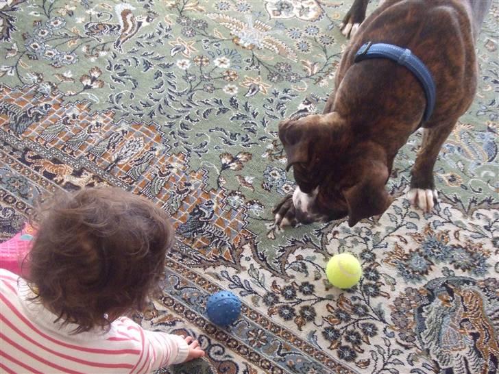 Amerikansk staffordshire terrier Tiger - Tiger & Hannah der leger med bolde.. billede 5