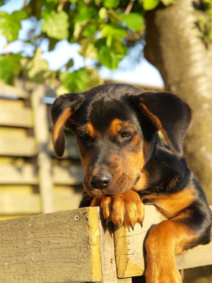 Blanding af racer Luna - Hyggetrold :D 19 juli 2008 Nygaard-foto billede 12