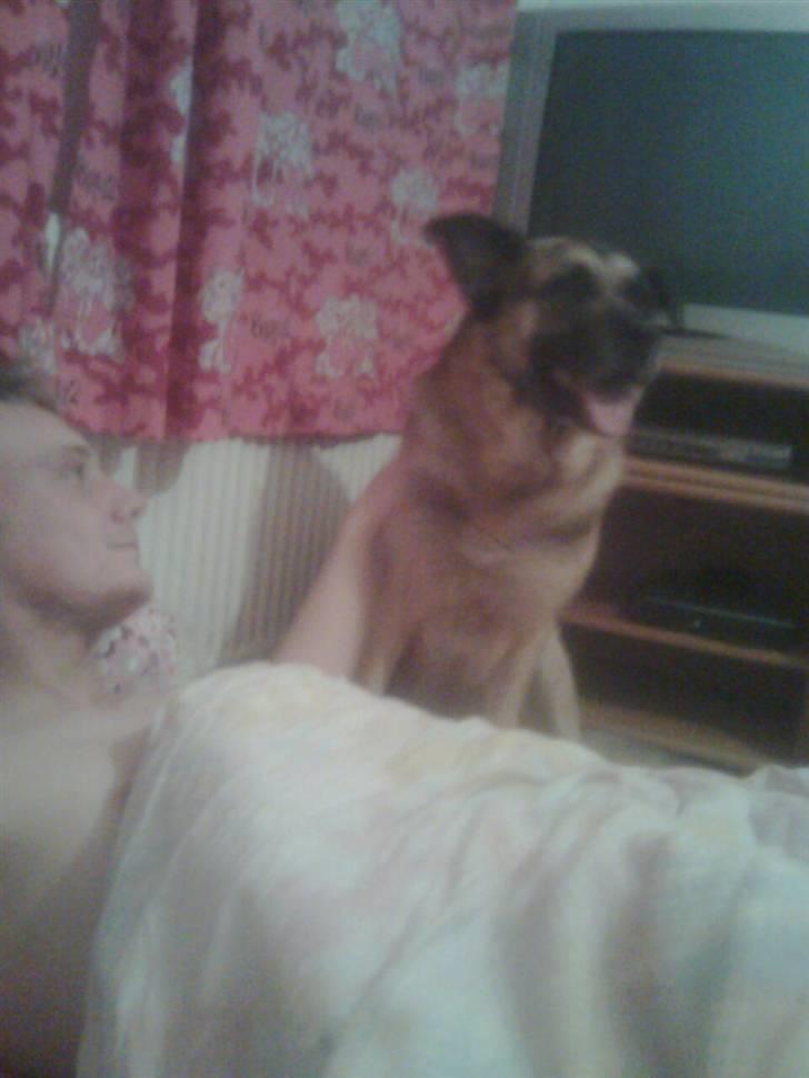 Blanding af racer Bølle HimmelHund billede 8