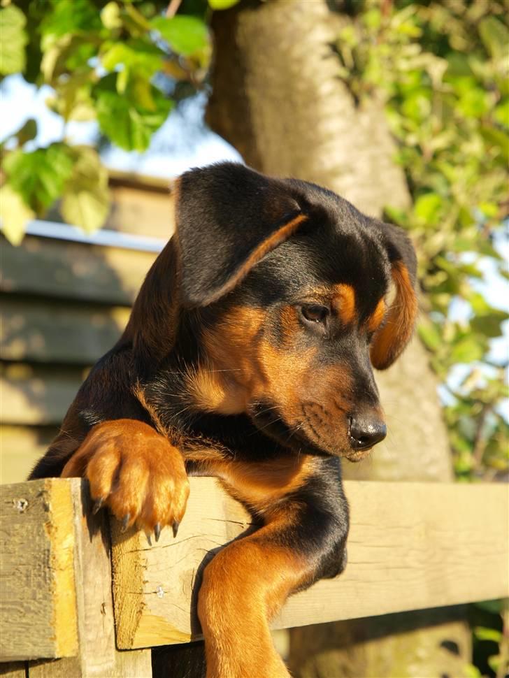 Blanding af racer Luna - Hun skal da følge med i det hele *GG* 19 juli 08 Nygaard-foto billede 13
