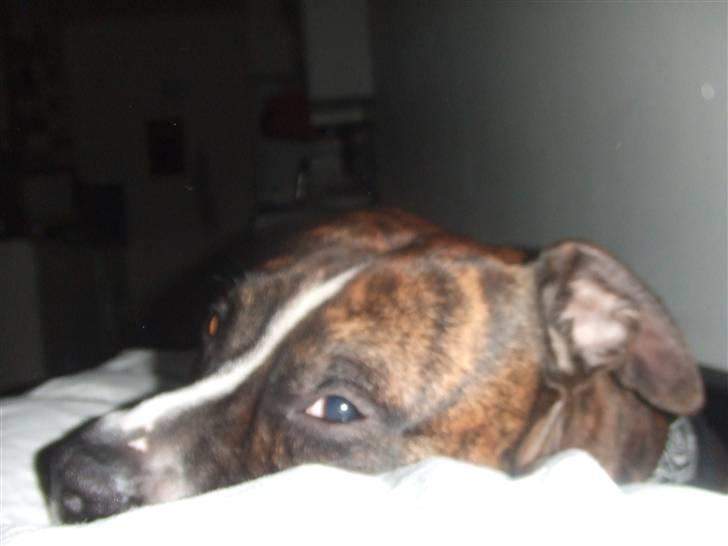 Amerikansk staffordshire terrier Tiger - Blir puttet lidt.. billede 6