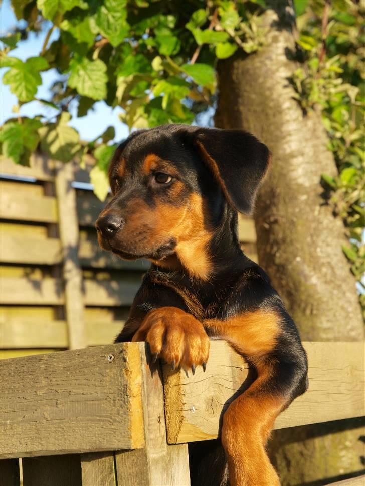 Blanding af racer Luna - Smuksakken 19 juli 08 Nygaard-foto billede 14