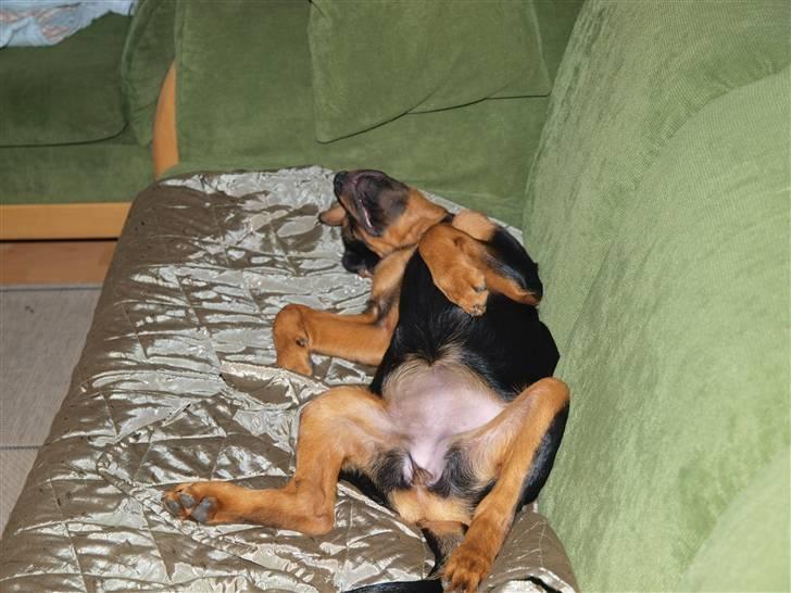 Blanding af racer Luna - Så skal der slappes af. 19 juni 2008 billede 15