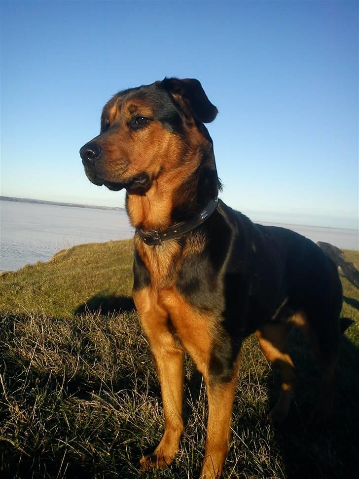 Blanding af racer Luna - Luna på toppen af Hanklit :) 23. januar 2011 billede 16