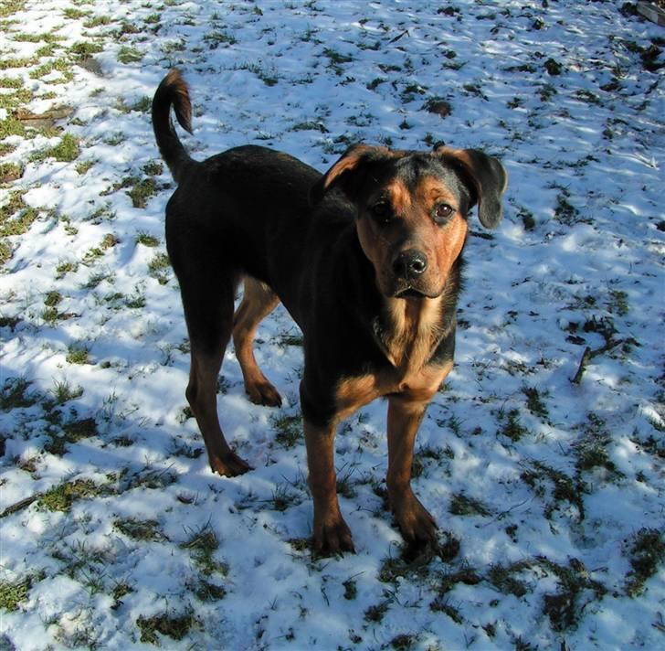 Blanding af racer Luna - Luna i haven d. 12 februar 09 :) billede 17