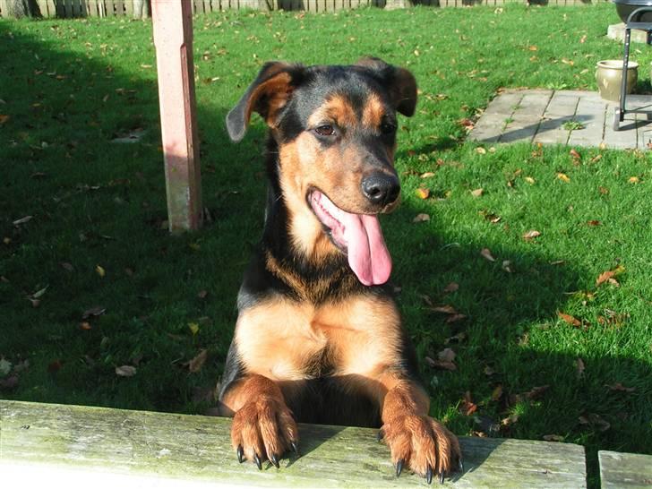 Blanding af racer Luna - I haven, 6 måneder gammel billede 18