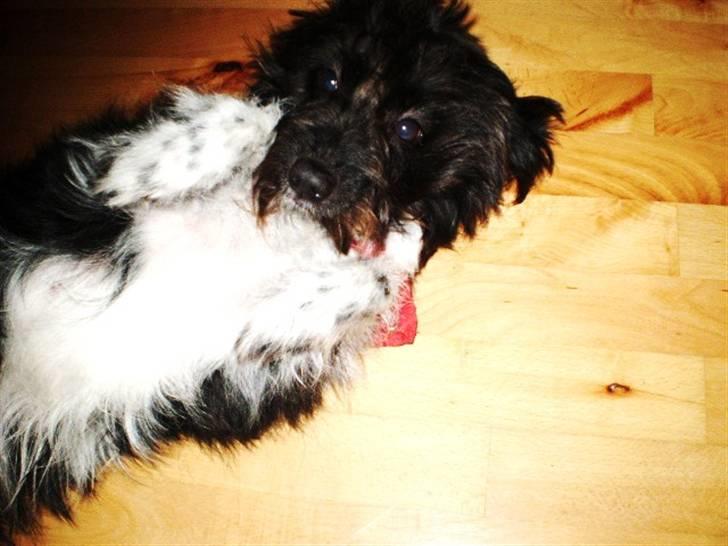 Blanding af racer Sweaty - Kiiig! billede 16