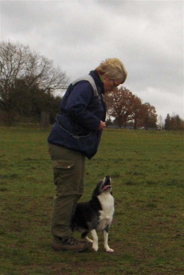 Blanding af racer marco - lydighedsrally - sjovt billede 18