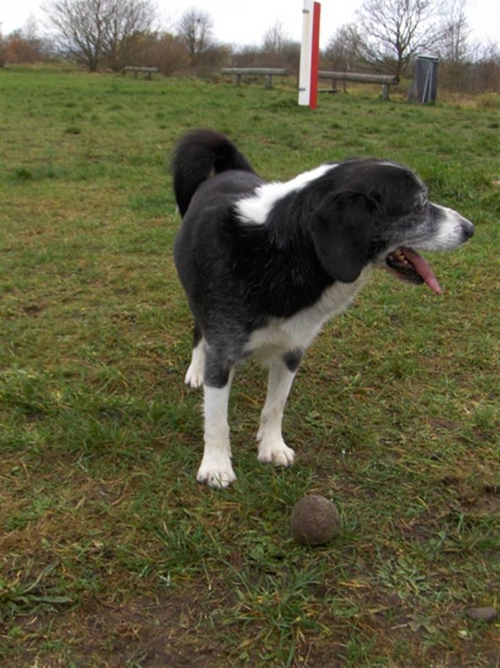Blanding af racer marco - kom nu og leg med den bold billede 20