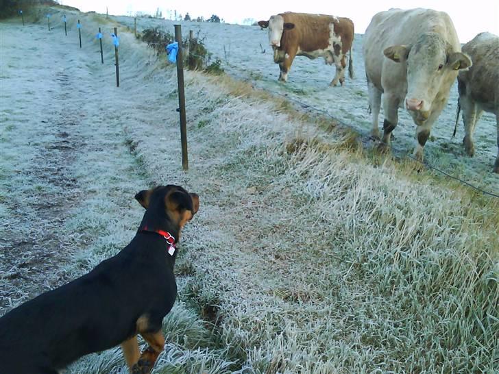 Blanding af racer Luna - Lunas første møde med køerne :D 2. nov 08 mobilbillede billede 19