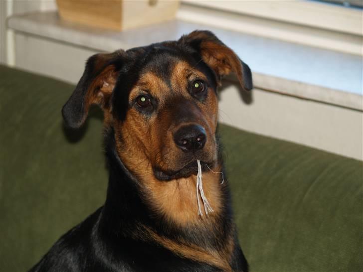 Blanding af racer Luna - Lidt højrøvet er man vel altid :P Bøvøre hund :P 2. nov. 08 billede 20