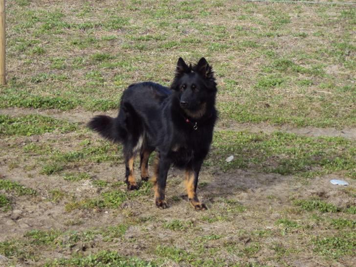 Chodsky Pes Mimmi - Mimmi 2 år billede 1