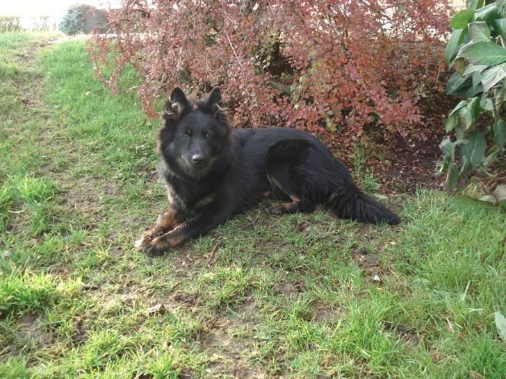 Chodsky Pes Mimmi - Mimmi 9 måneder gammel billede 2