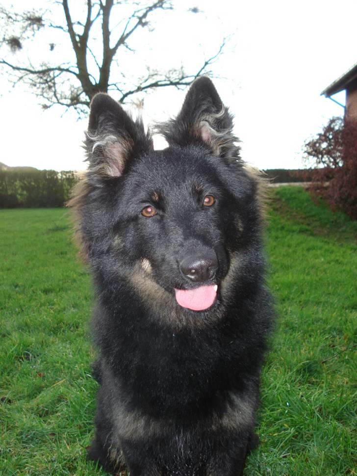 Chodsky Pes Mimmi - Mimmi billede 3