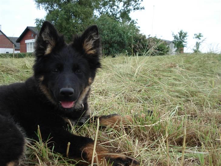 Chodsky Pes Mimmi - Mimmi 4 måneder gammel billede 4