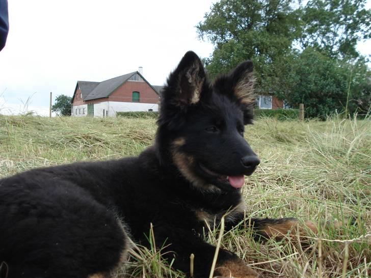 Chodsky Pes Mimmi - Mimmi 4 måneder gammel billede 5