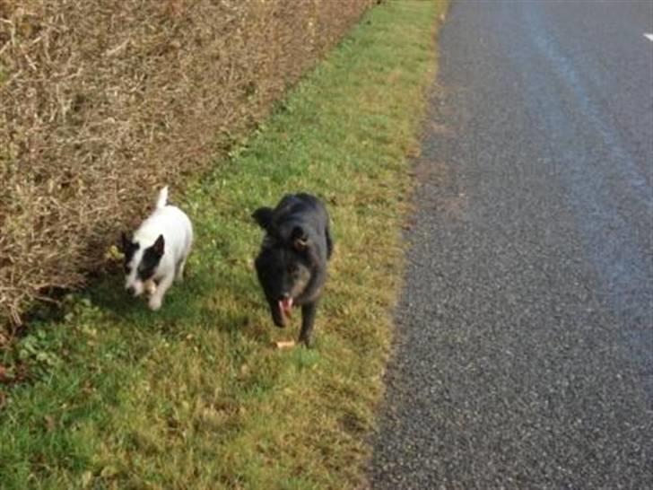 Chodsky Pes Mimmi - Mimmi og hendes bedste ven Otto billede 6