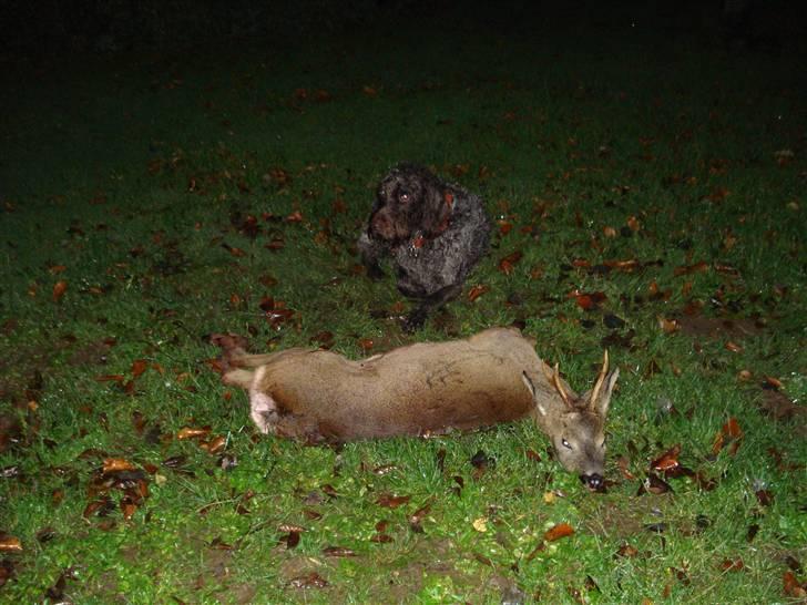 Ruhåret hønsehund Snedker´s Calli billede 13