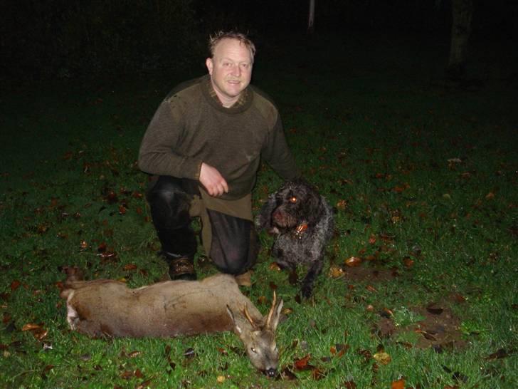 Ruhåret hønsehund Snedker´s Calli billede 14