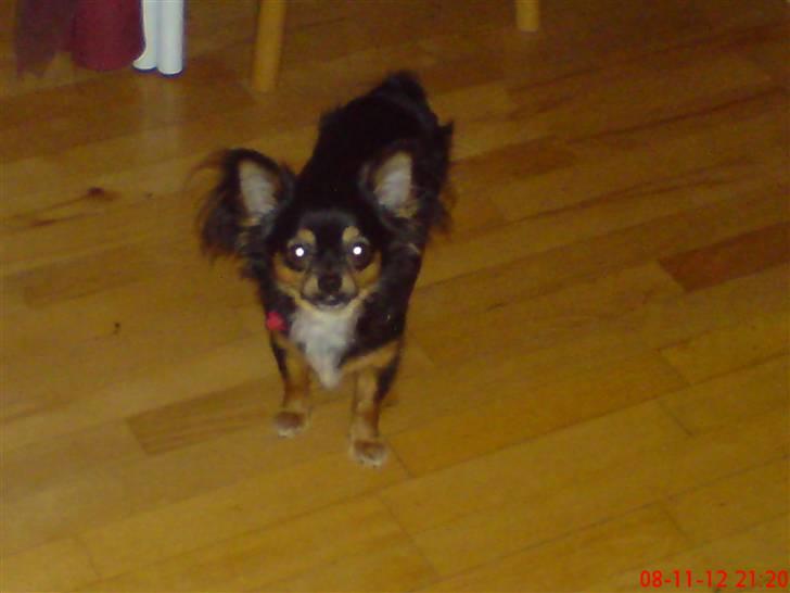 Chihuahua Bella's black Tiffany billede 12