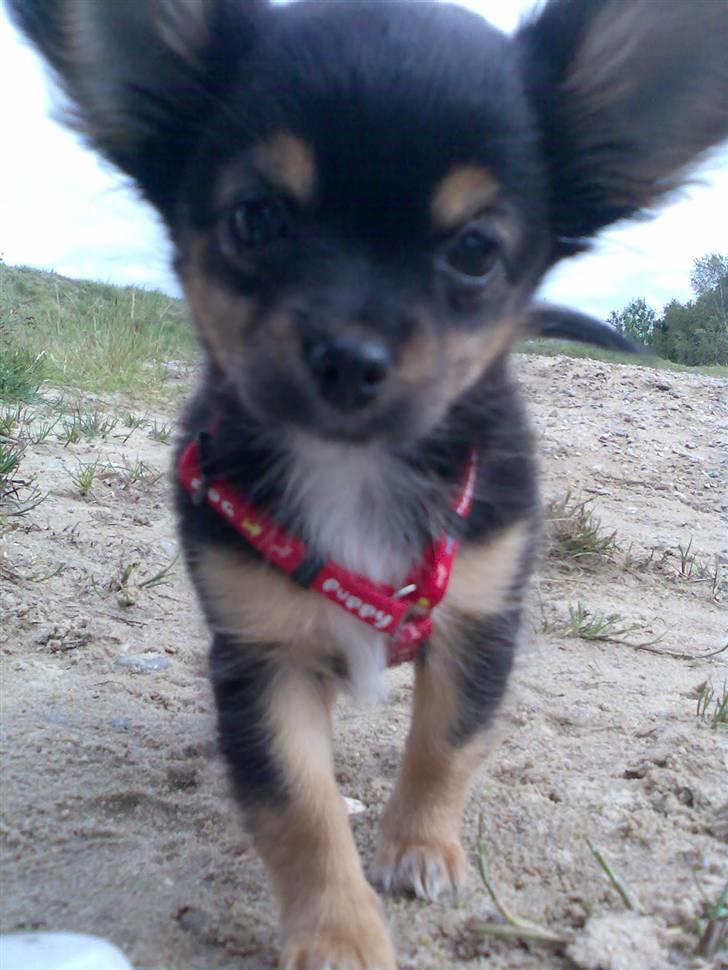 Chihuahua Bella's black Tiffany billede 13