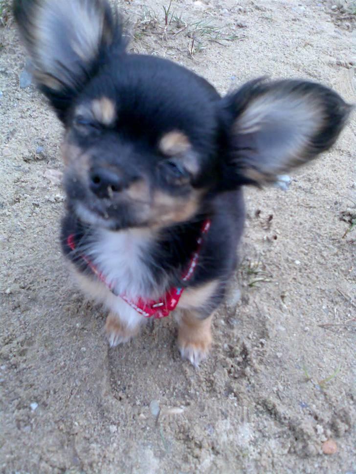 Chihuahua Bella's black Tiffany billede 14