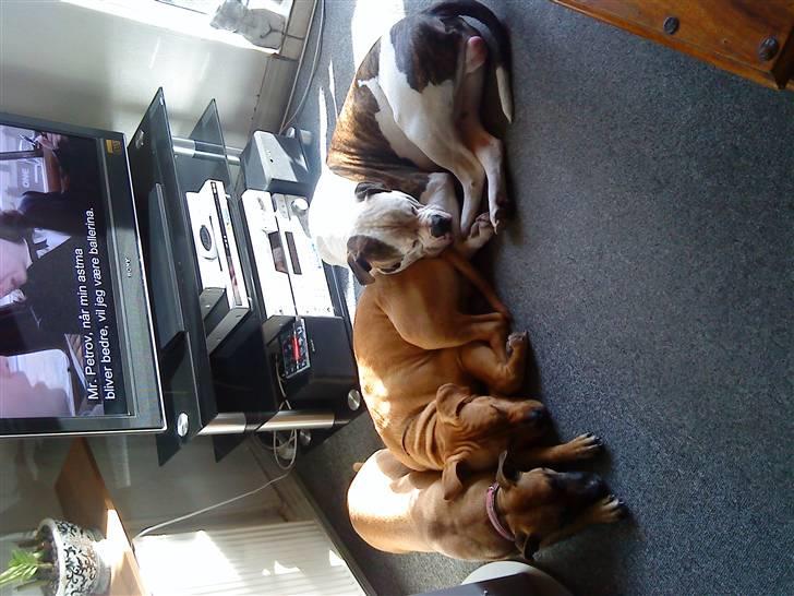 Amerikansk bulldog Zako aKa Underbid billede 9