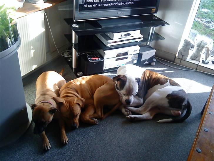 Amerikansk bulldog Zako aKa Underbid billede 10