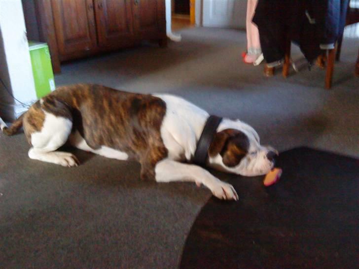 Amerikansk bulldog Zako aKa Underbid billede 11