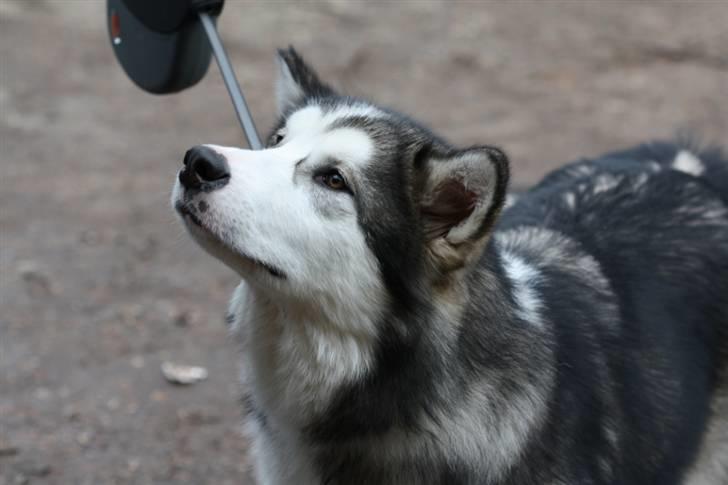 Alaskan malamute Moon song´s Tan Gaby DKCH billede 8