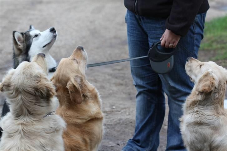 Alaskan malamute Moon song´s Tan Gaby DKCH - Kom nu med maden.. vi sidder jo pænt billede 9