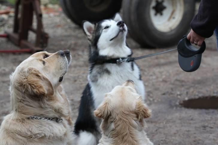 Alaskan malamute Moon song´s Tan Gaby DKCH billede 10