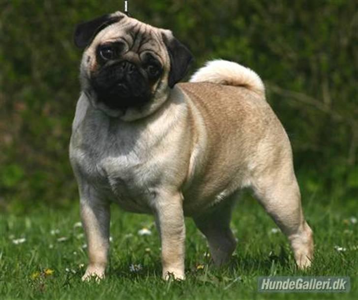 Mops ¤ Kisci Audrey Hepburn ¤ billede 15