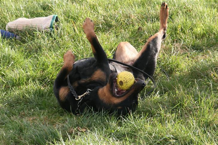 Rottweiler Marienlund's Queen *RIP* billede 9