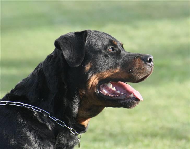 Rottweiler Marienlund's Queen *RIP* billede 10
