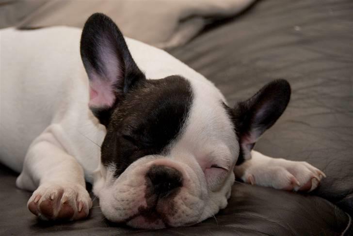 Fransk bulldog Cæzar billede 1