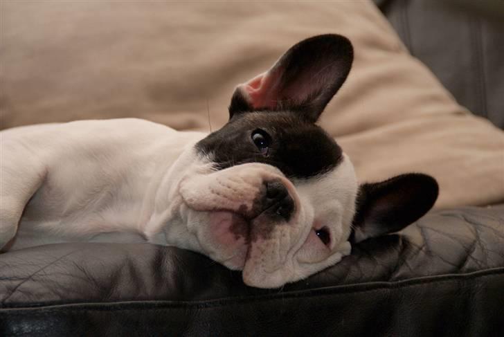 Fransk bulldog Cæzar billede 2