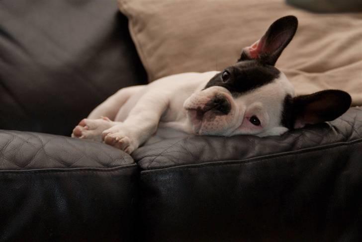 Fransk bulldog Cæzar billede 3