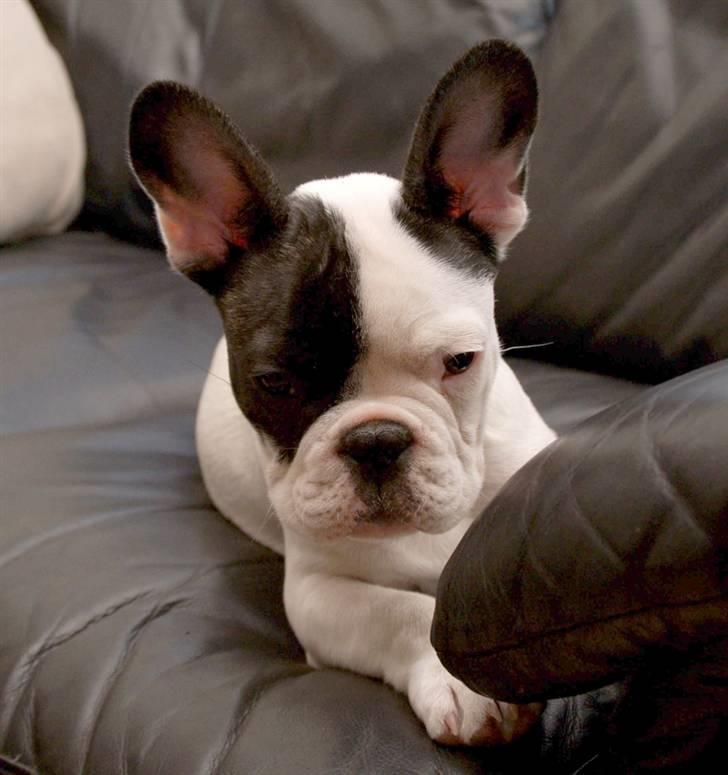 Fransk bulldog Cæzar billede 4