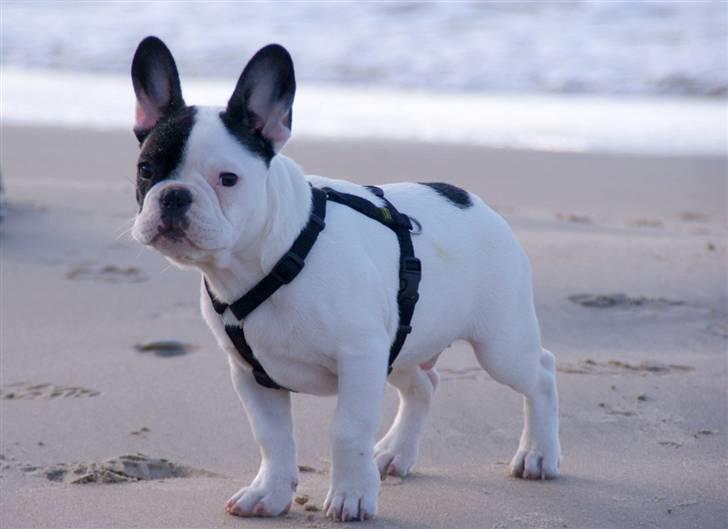 Fransk bulldog Cæzar billede 5