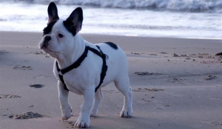 Fransk bulldog Cæzar billede 6