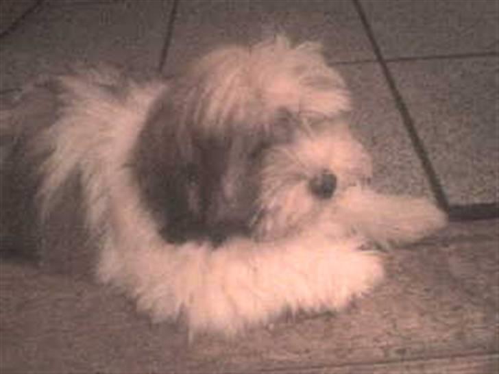 Bichon havanais Gizmo <3 DØD :'(  billede 1