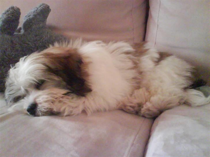 Bichon havanais Gizmo <3 DØD :'(  billede 2