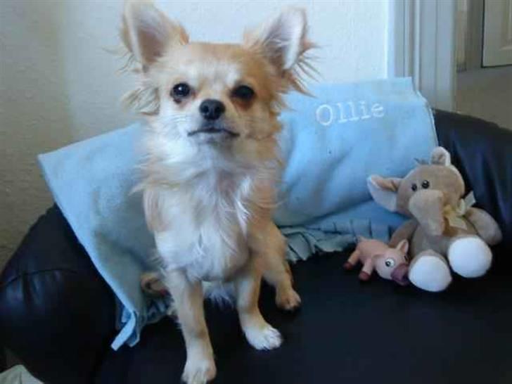 Chihuahua Ollie - Ollie i sin lædersofa. Forkælet?? Nej vel.. *17/4-09 billede 7