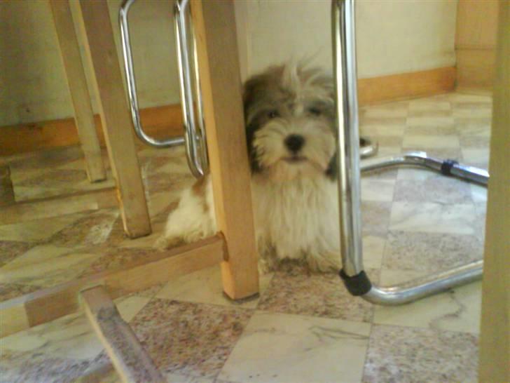 Bichon havanais Gizmo <3 DØD :'(  billede 3