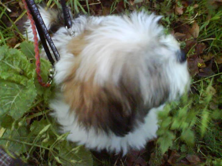 Bichon havanais Gizmo <3 DØD :'(  billede 4