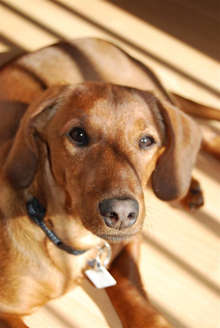 Blanding af racer Bobby (SOLGT) billede 1