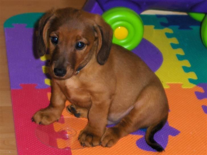 Blanding af racer Bobby (SOLGT) billede 2