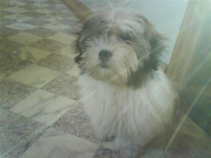 Bichon havanais Gizmo <3 DØD :'(  billede 5