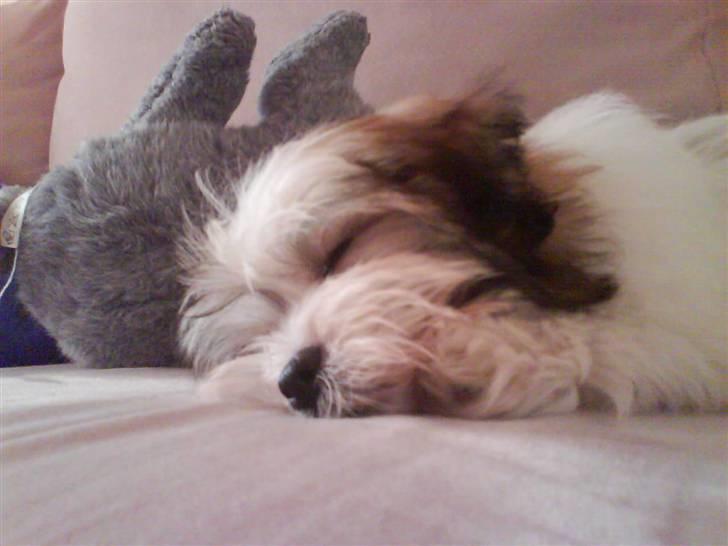 Bichon havanais Gizmo <3 DØD :'(  billede 6